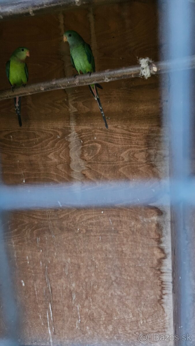 Baraband, papagaj nadherný - 2