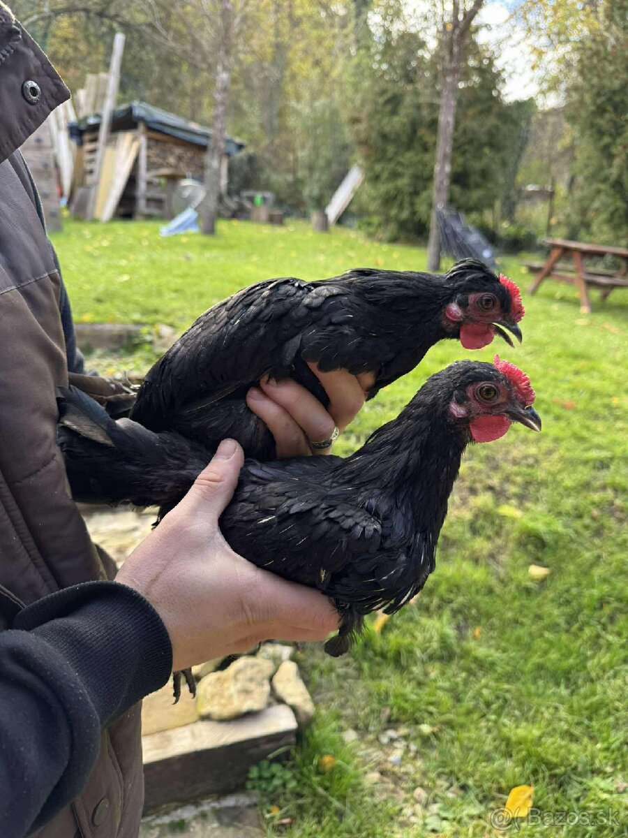 Kohút Sebritka x Paduánka - 2