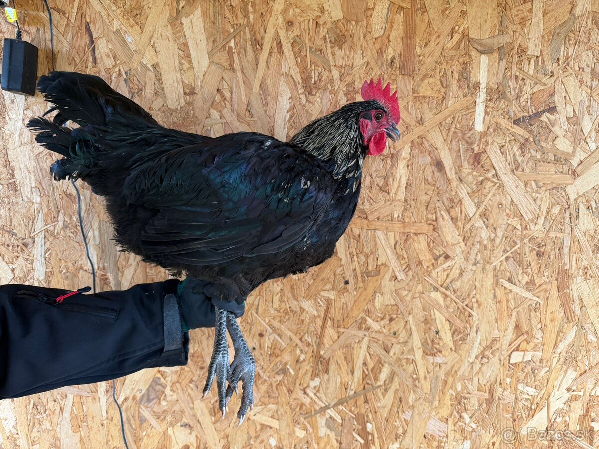 Predám kohútov - 2