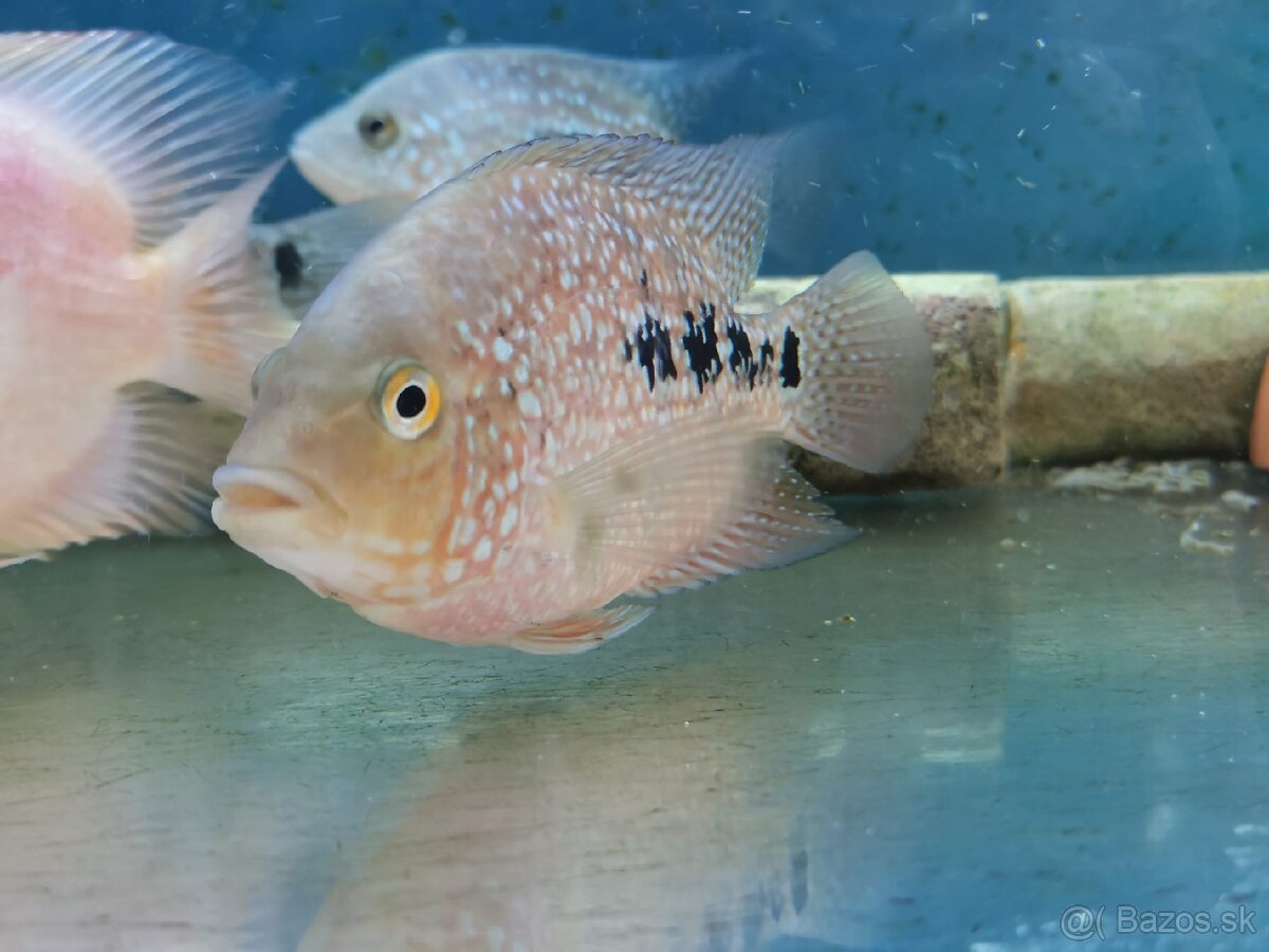 Super Red Texas 🔥 - 2