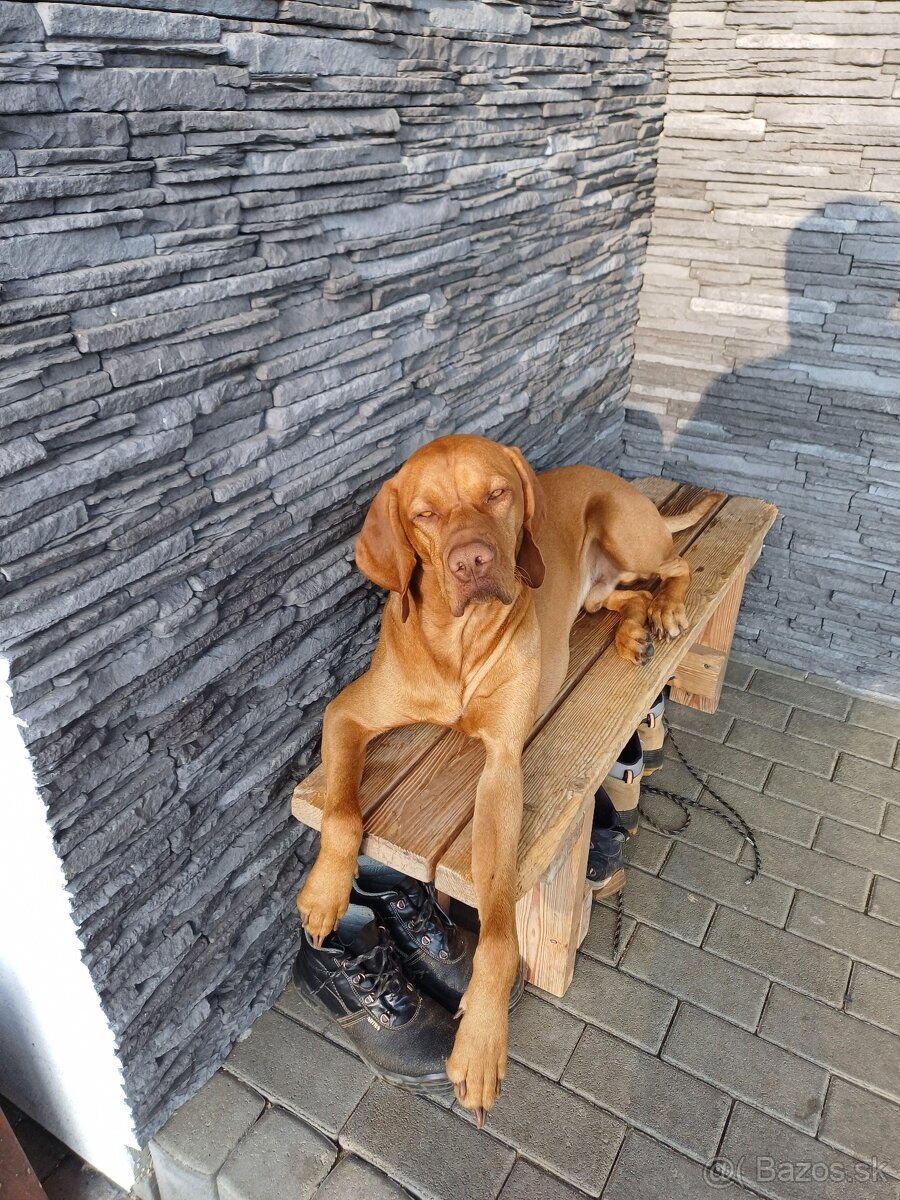 MADARSKA VYZLA-KRYTIE - 2