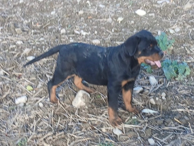 Rottweiler, rotvajler, rtw - 2