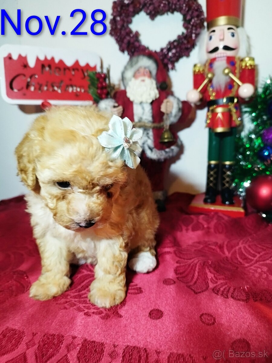 Toy Pudel - Apricot - 2