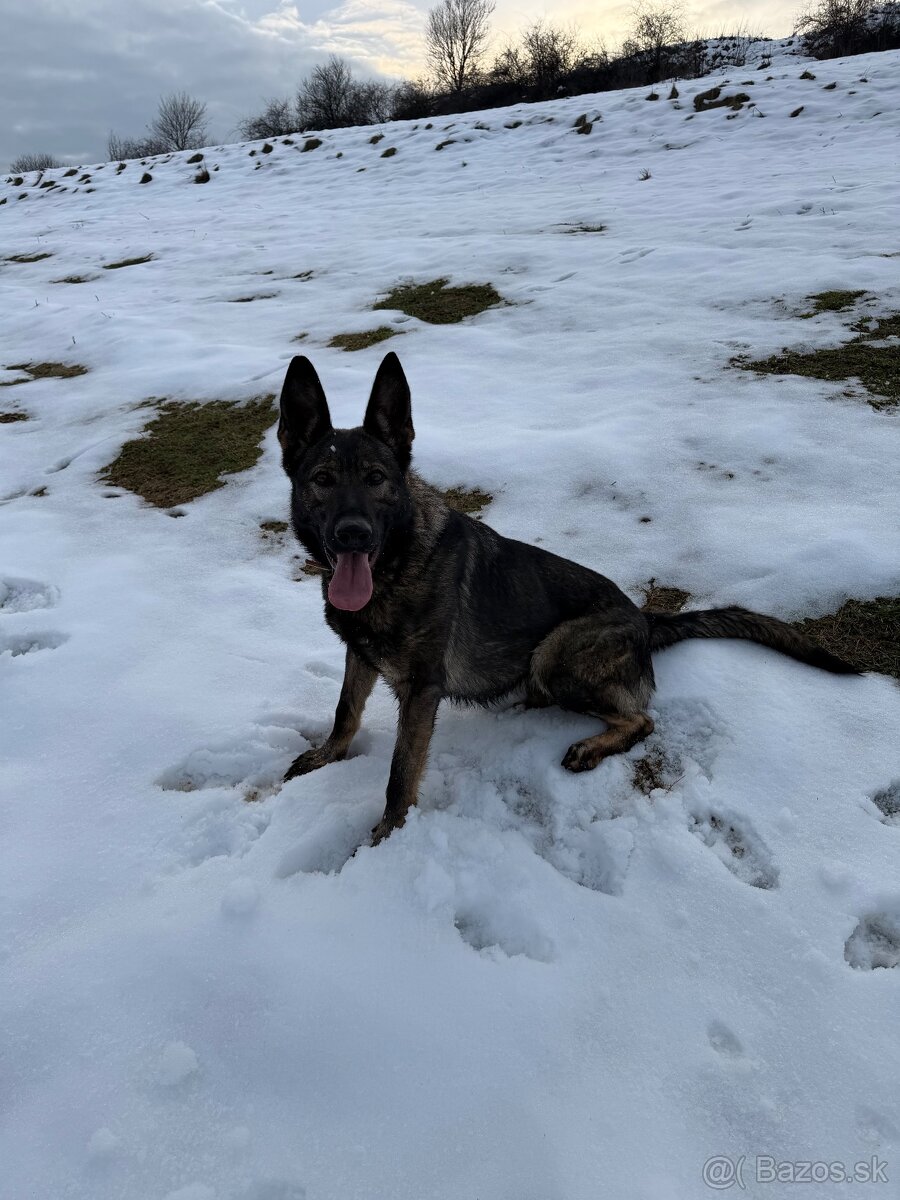 Nemecký ovčiak - 2
