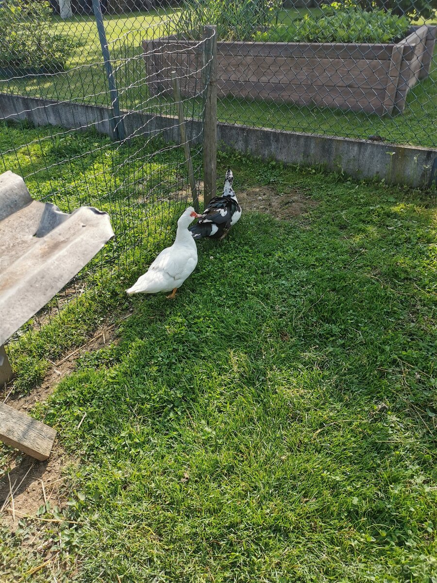 Pižmove kačice - 2