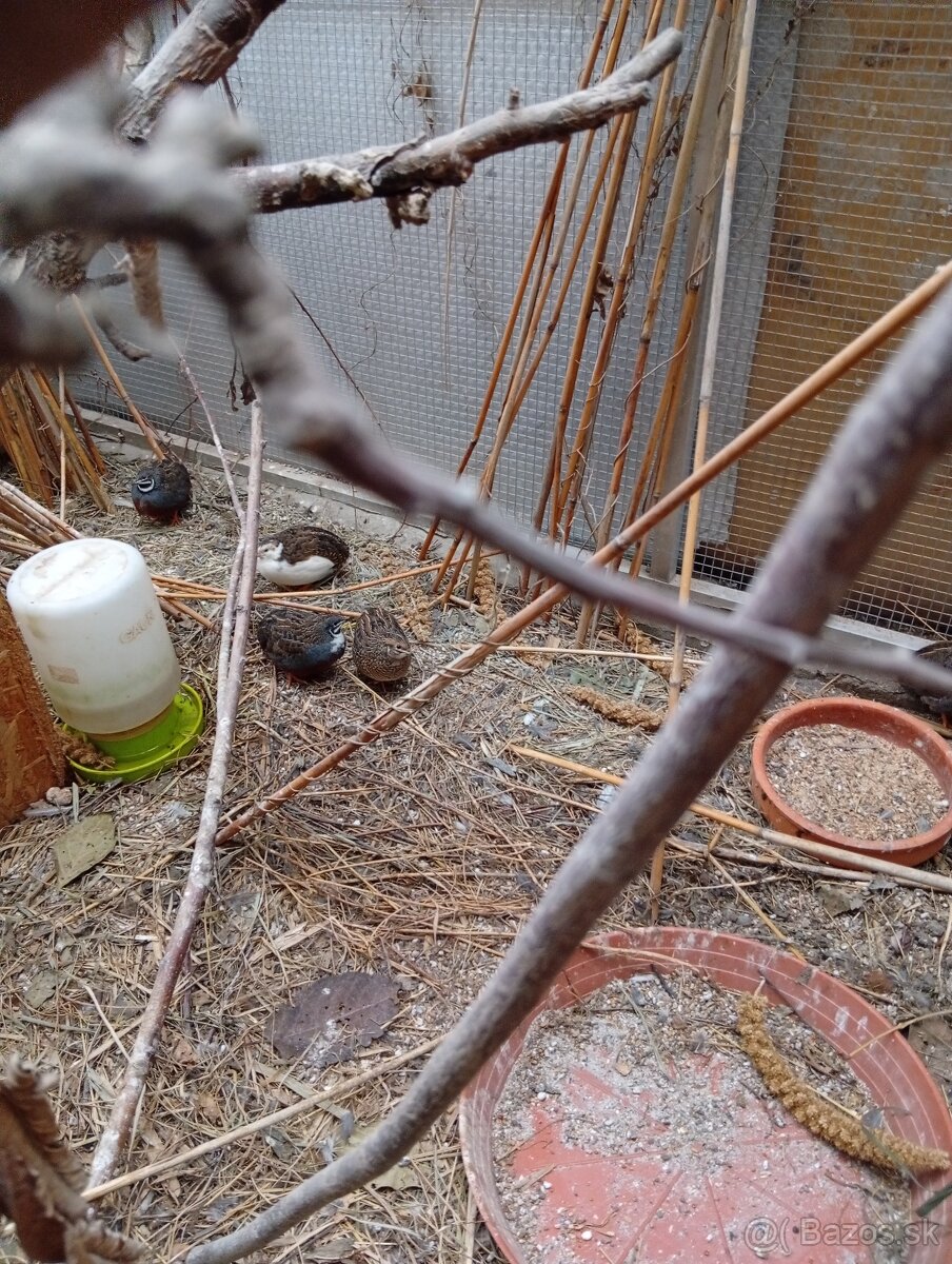 Prepelica čínska, prepeličky-Nitra burza - 2