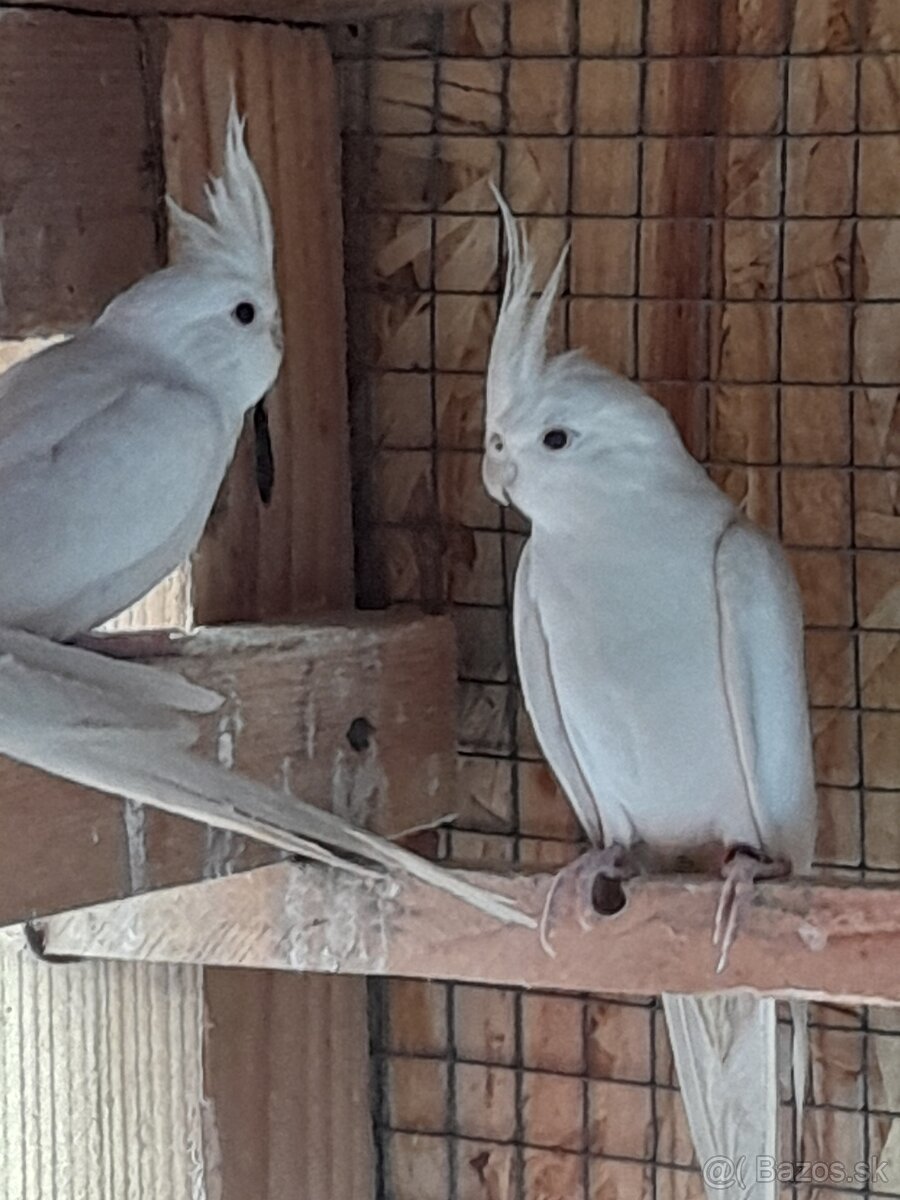 Predám biele korely - 2