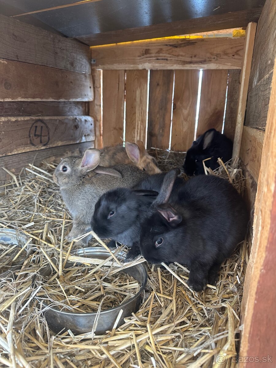 Predám zajace - 2