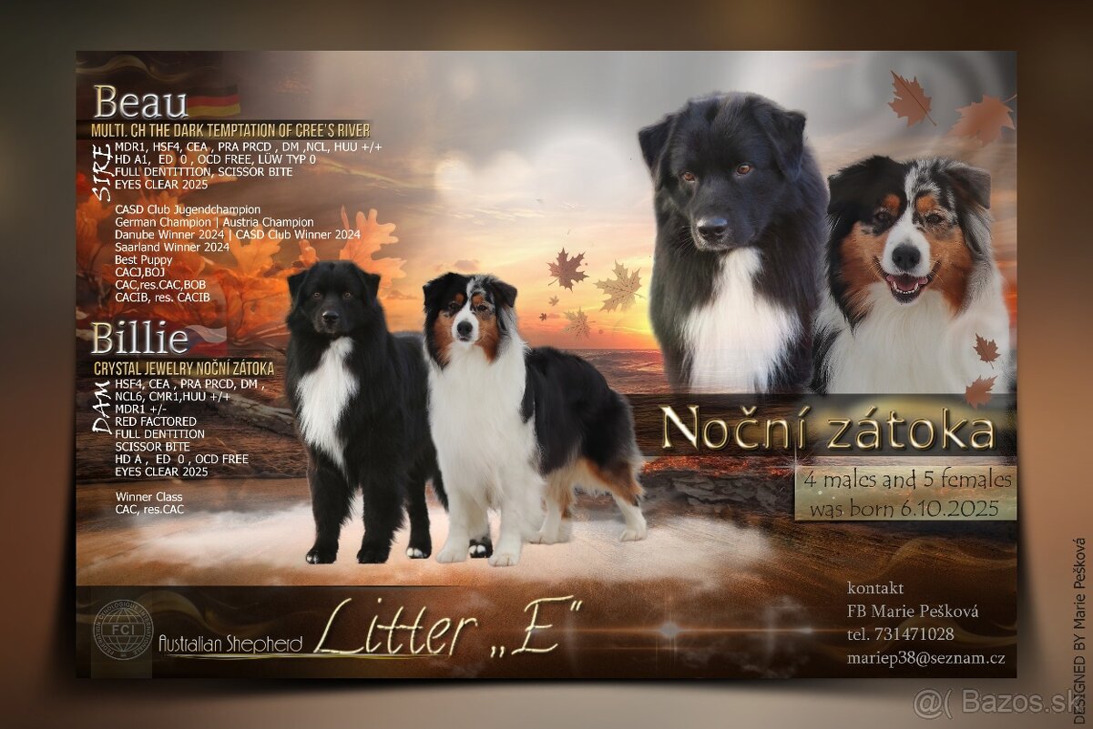 Australsky ovčiak s PP - 2