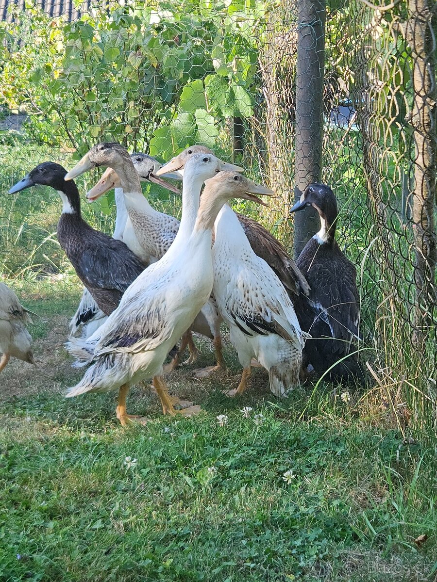 Predám Indické bežce - 2