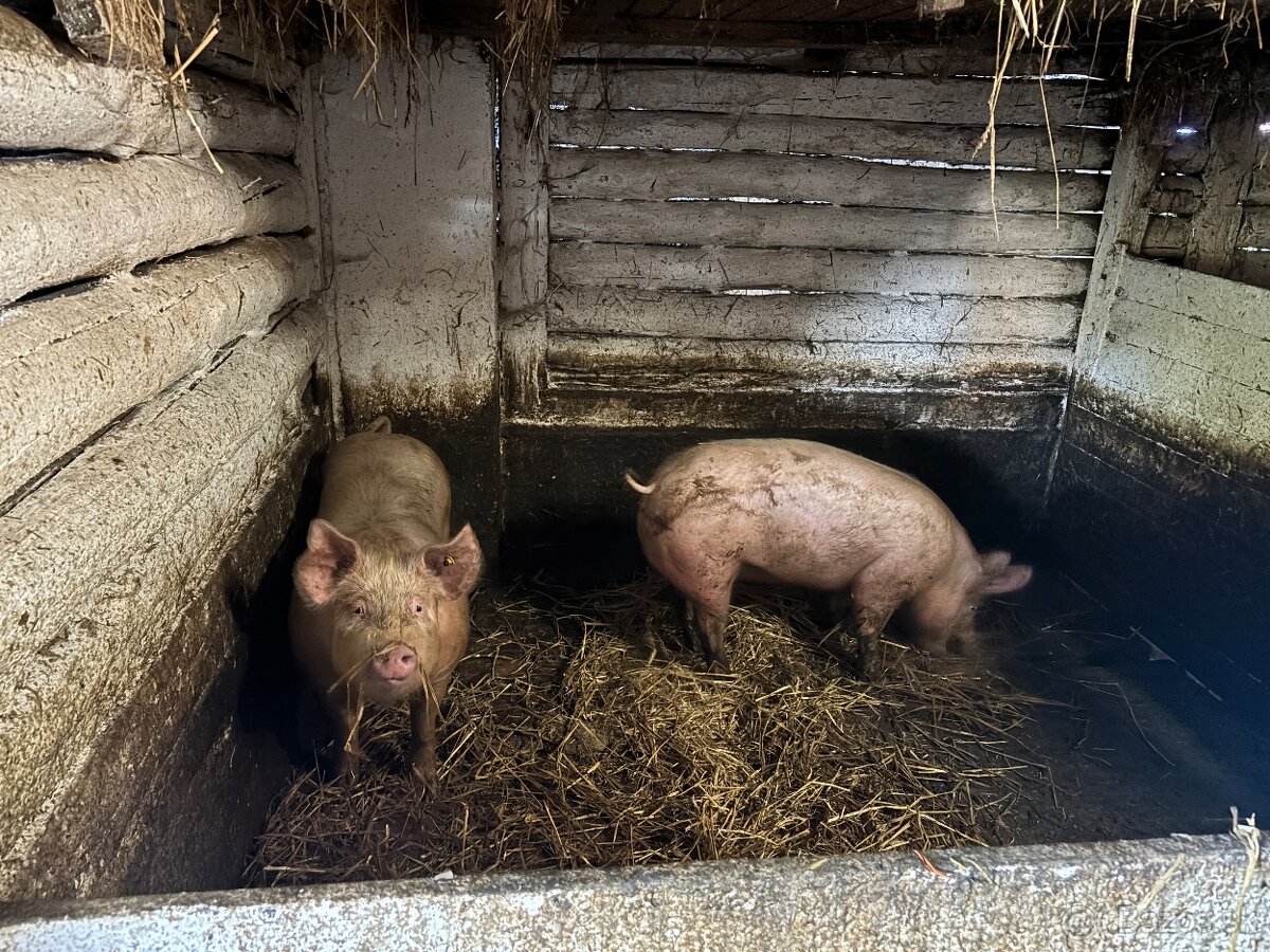 Domáce ošípané - 2