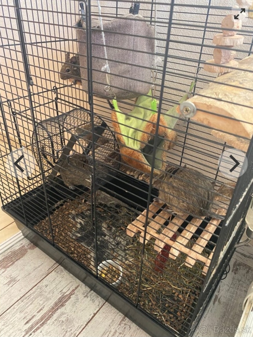 Osmak Degu - 2