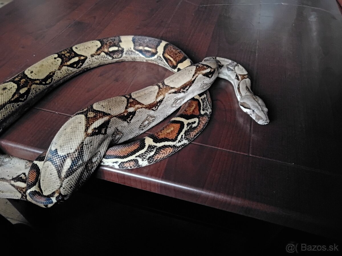 Veľhad Kráľovský (Boa Constrictor , Hroznýš královský) - 2
