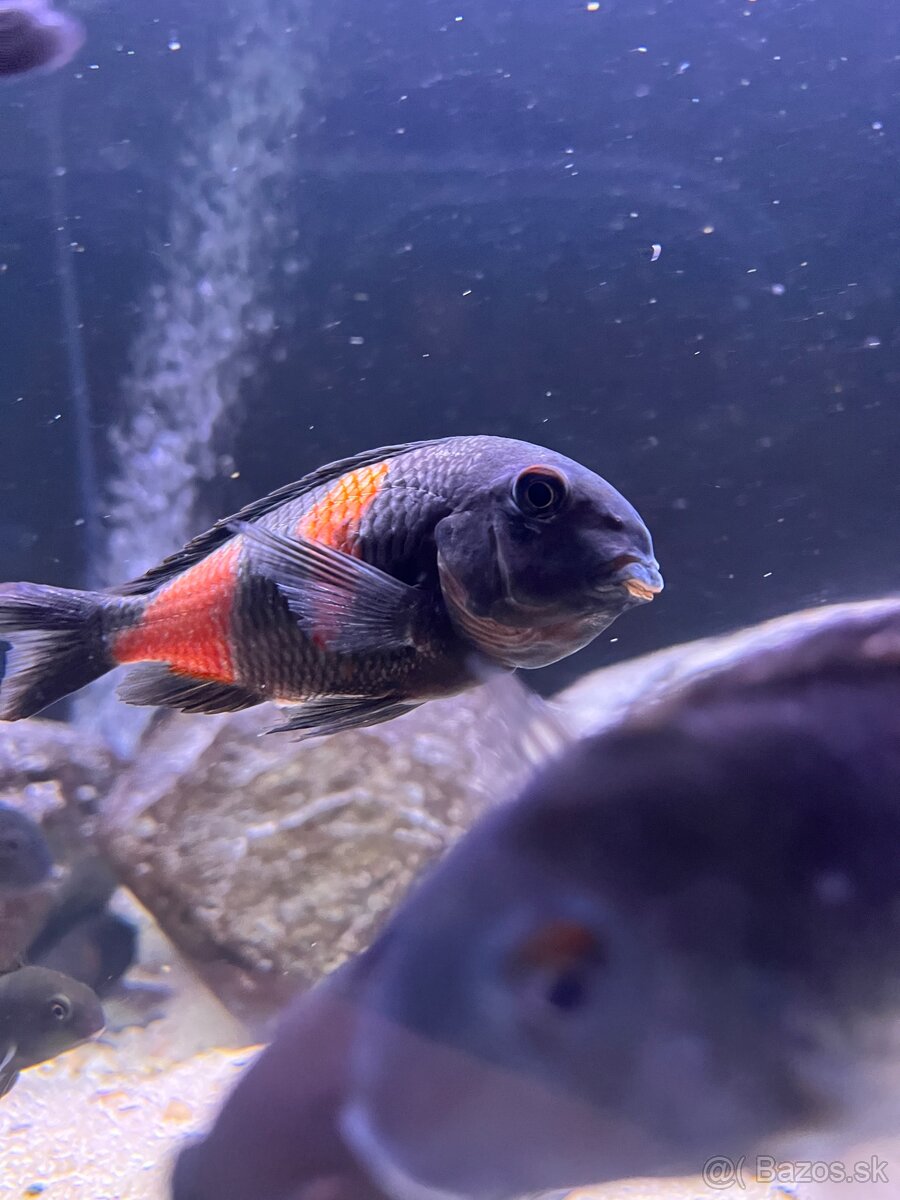 Tropheus Kirschfleck F1 - 2