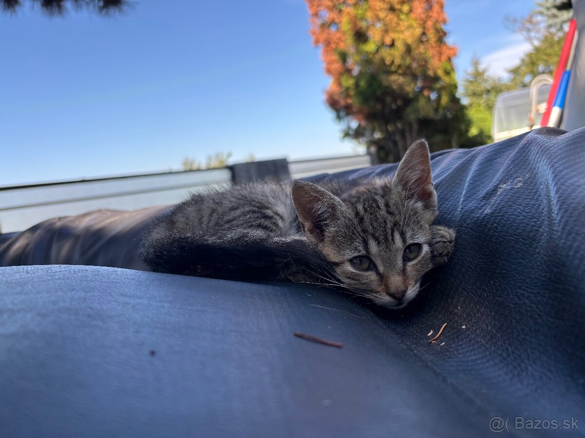 Hnedé mačiatko - 2