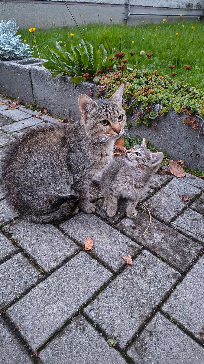 Darujem mačiatka - 2