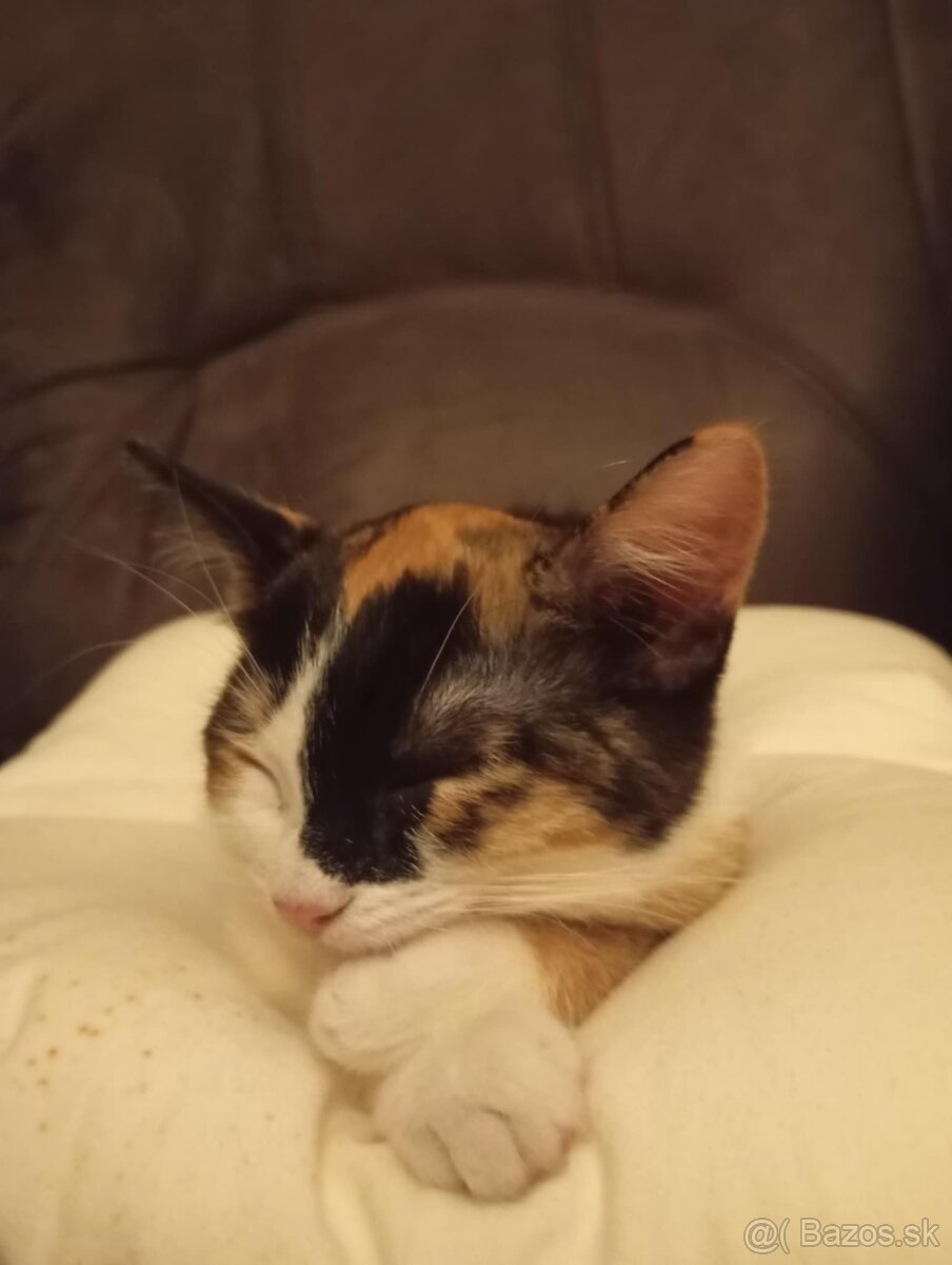 Darujem mačičku - 2