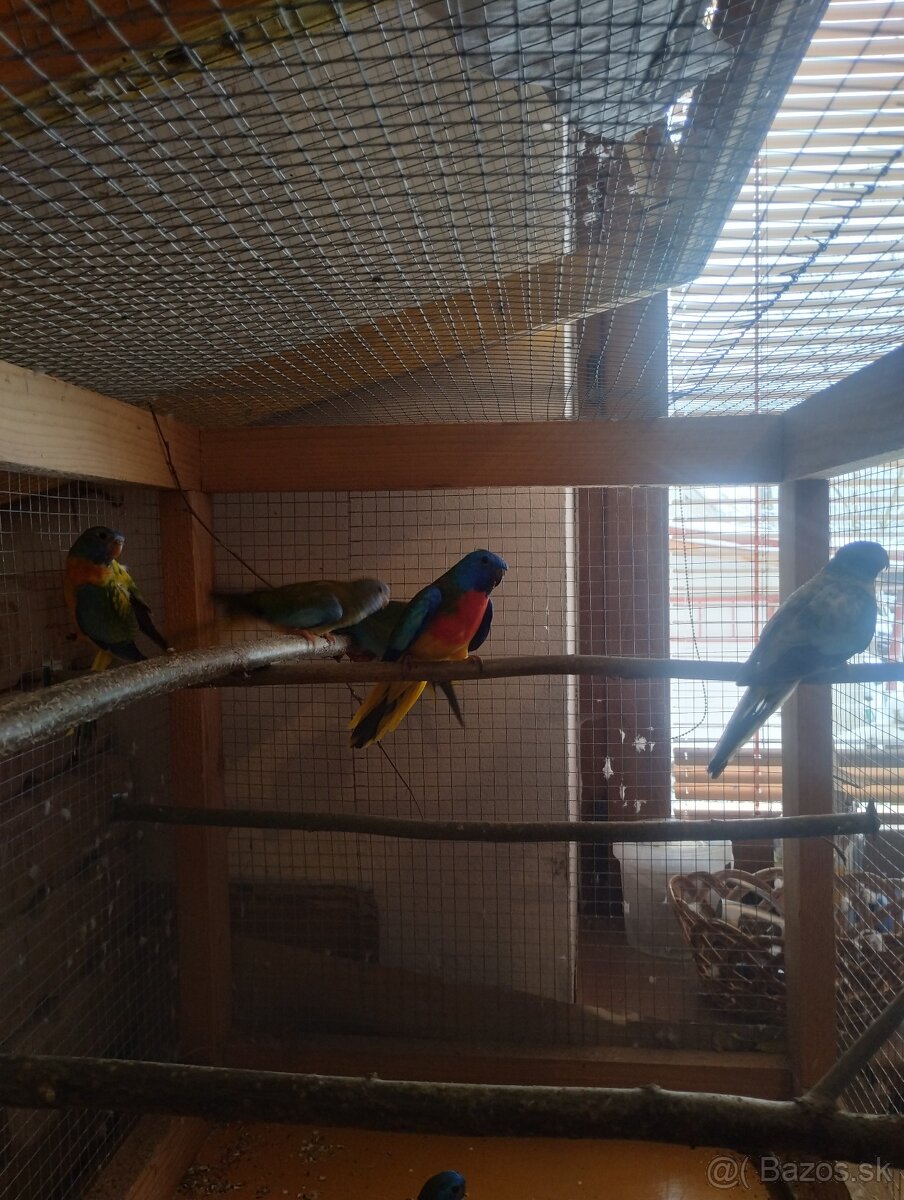 Papagáj spevavy, neoféma,rozela - 2