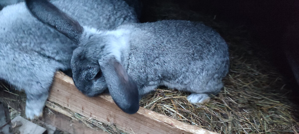 Predám zajacov VS/FB - 2