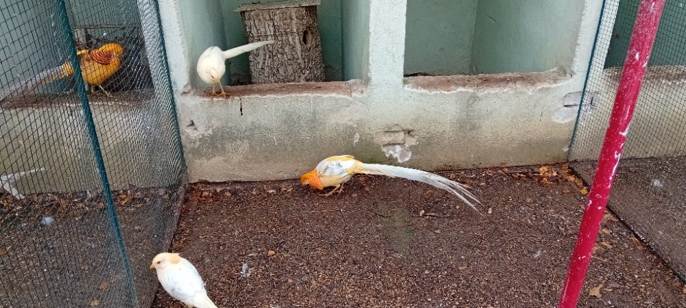 BAŽANT BROSKVOVÝ - 2