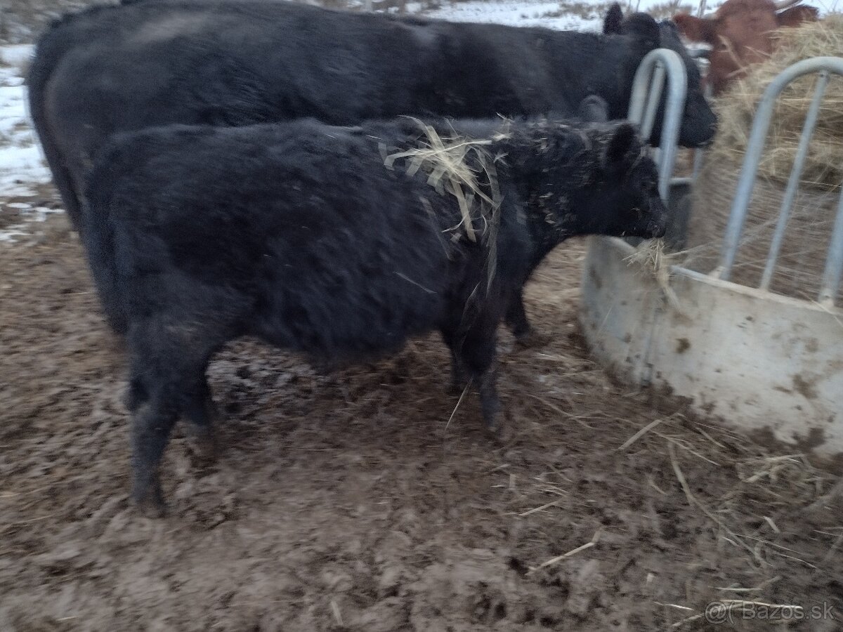 Predám býčka aberdeen angus - 2