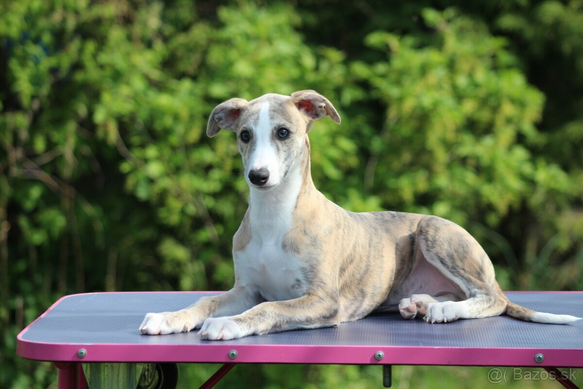 Whippet/vipet štěňátko s PP - 2