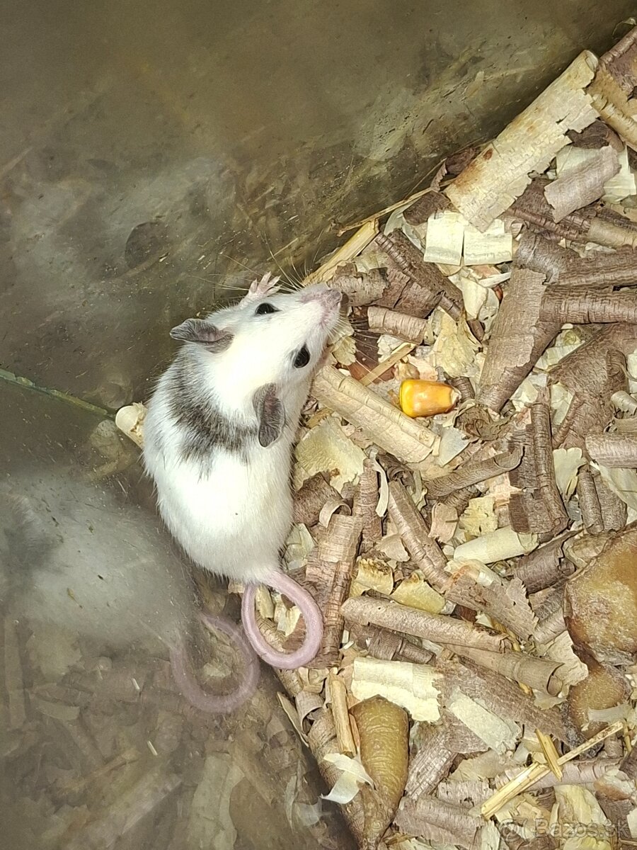 Predám mastomyši - 2