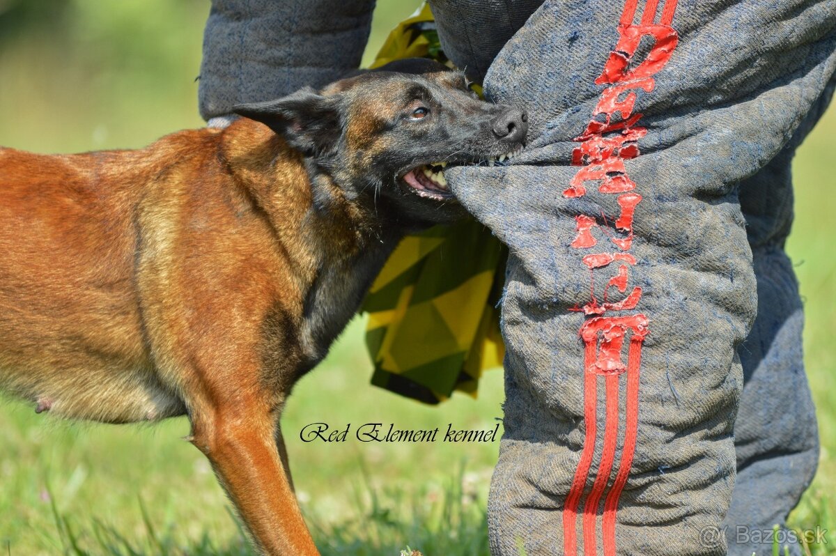 Belgický ovčiak malinois s PP - 2