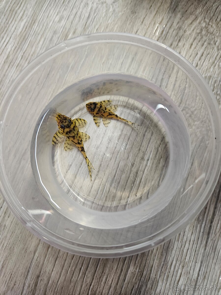 L 236 Super Yellow - odchov - 2