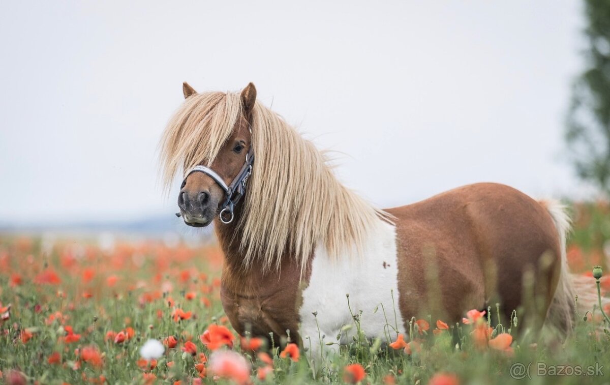 Hřebec mini Shetland pony s PP - 2