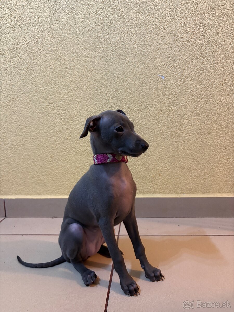 Taliansky chrtík s PP - 2