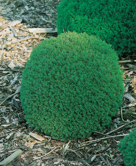 Predám prebytky rastlín tuja Teddy - 2