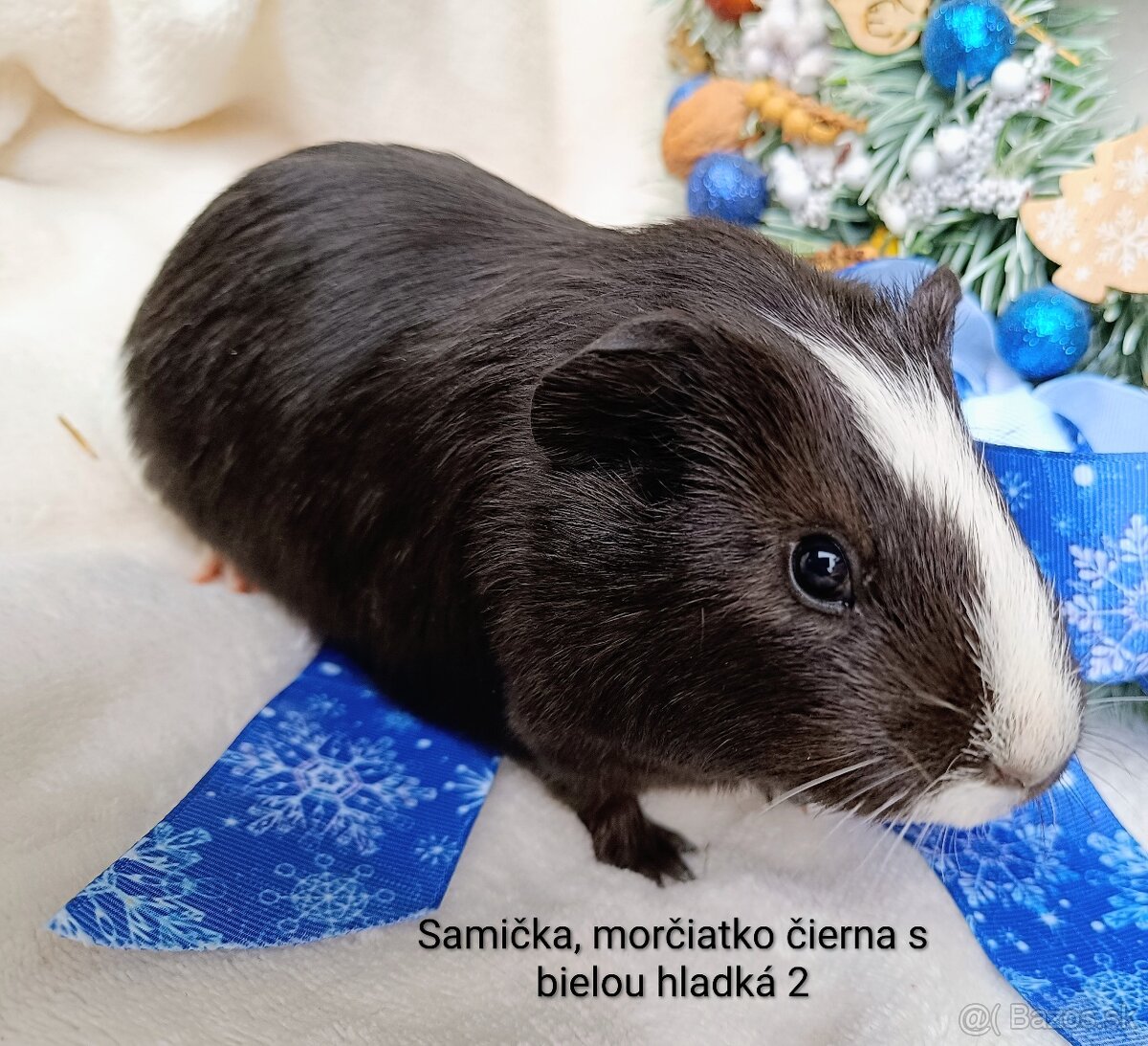 Morča/Morčiatko samička - 2