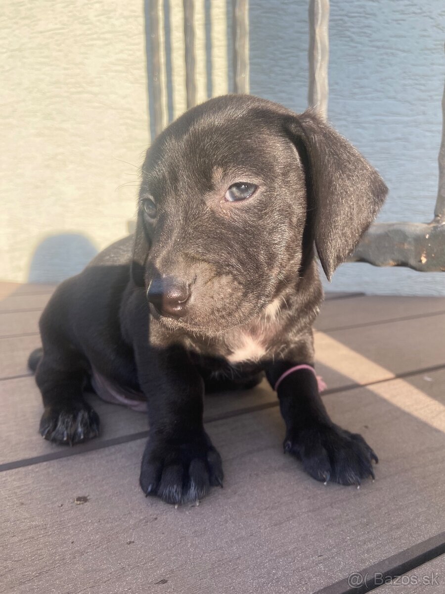 Darujem šteniatká - 2