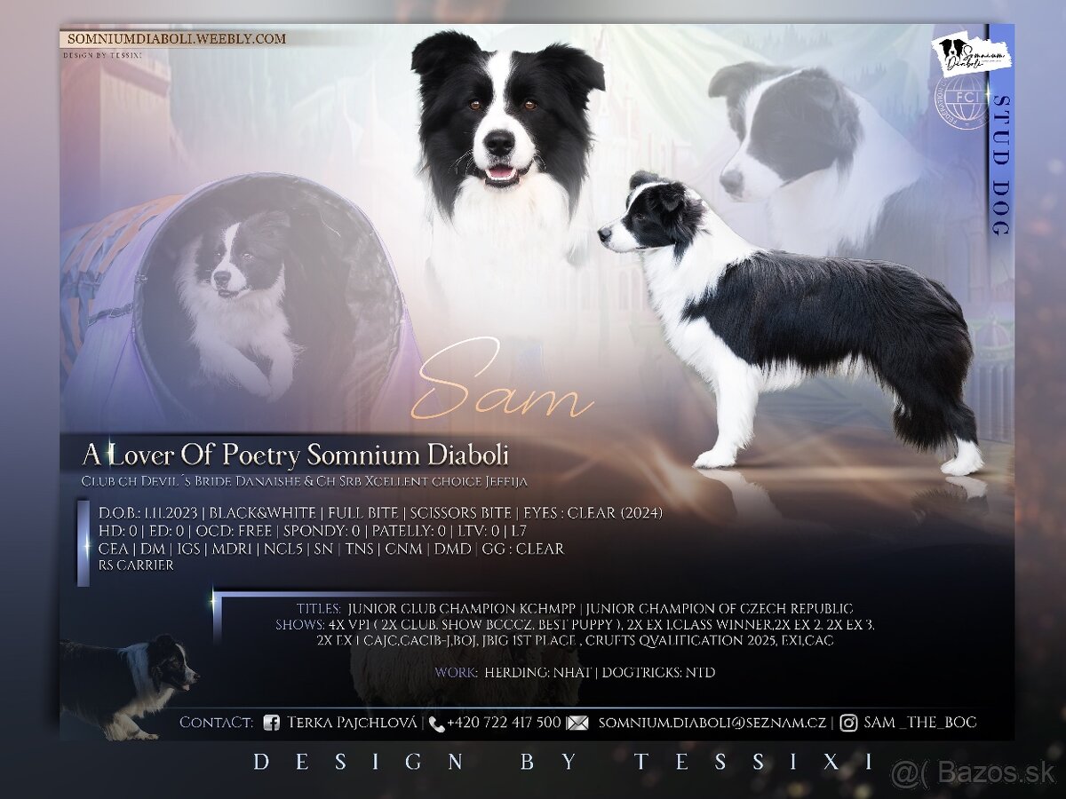 Border kólia s PP, krycí pes - 2