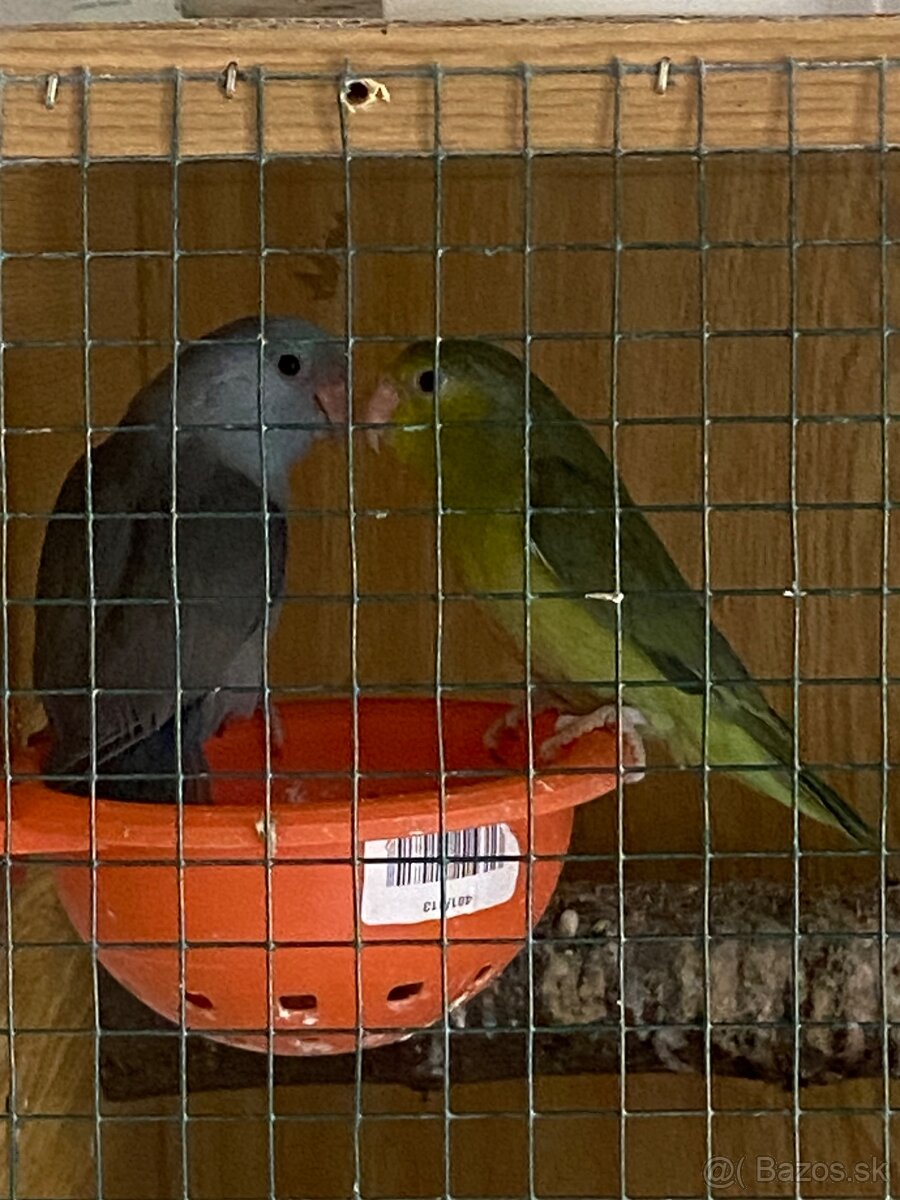 Forpus - 2