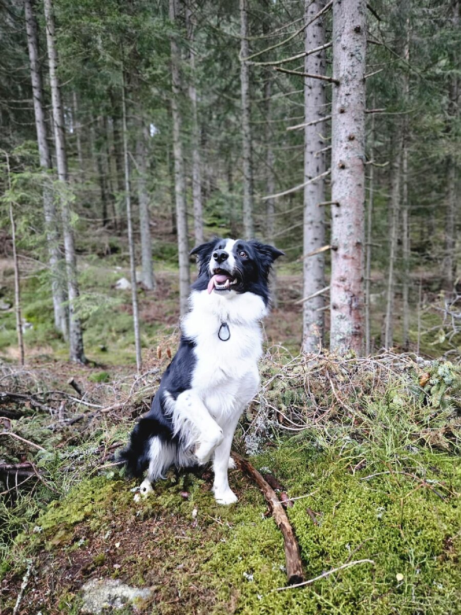 Border kolia na krytie - 2