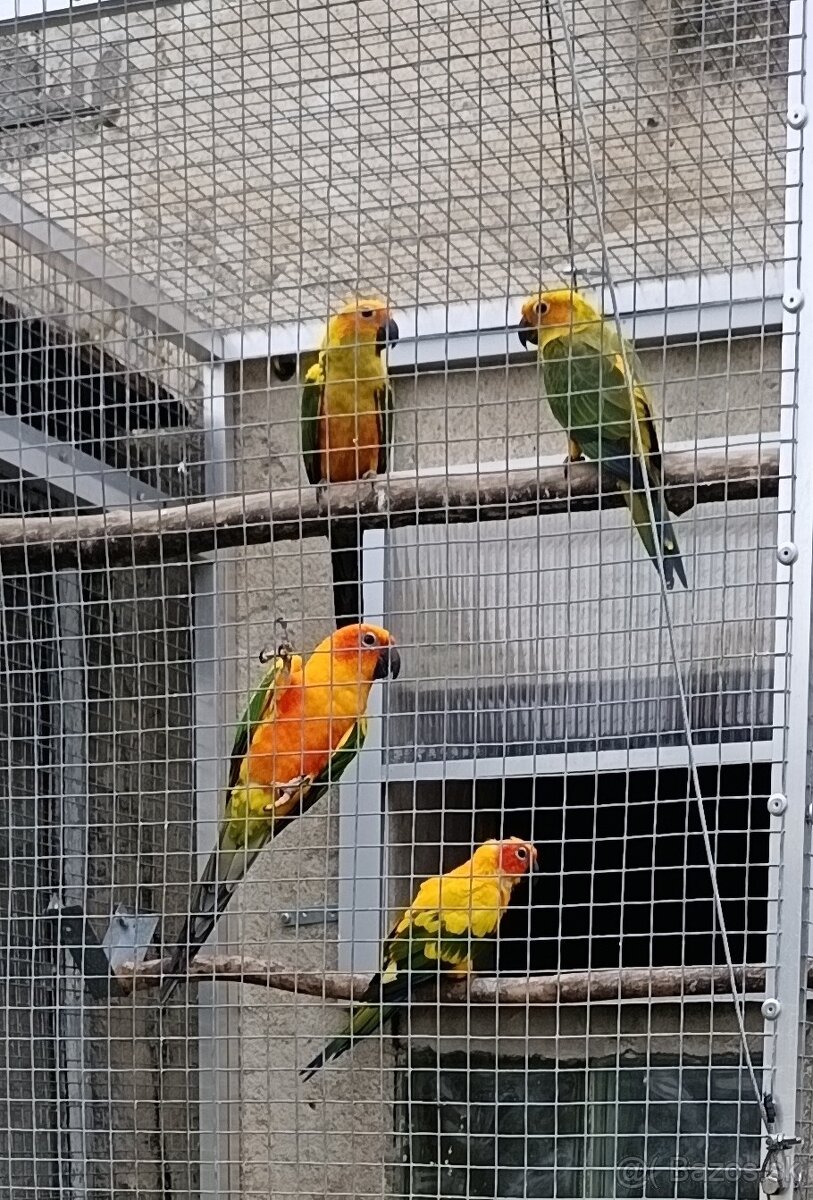 Aratinga slnečná - 2