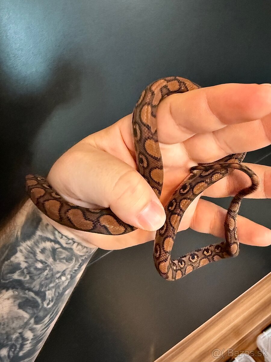 Veľhad dúhový - 2