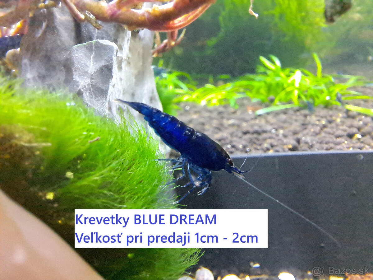 BA a okolie, krevetky BLUE DREAM (neocaridina), 1 EUR/ks - 2