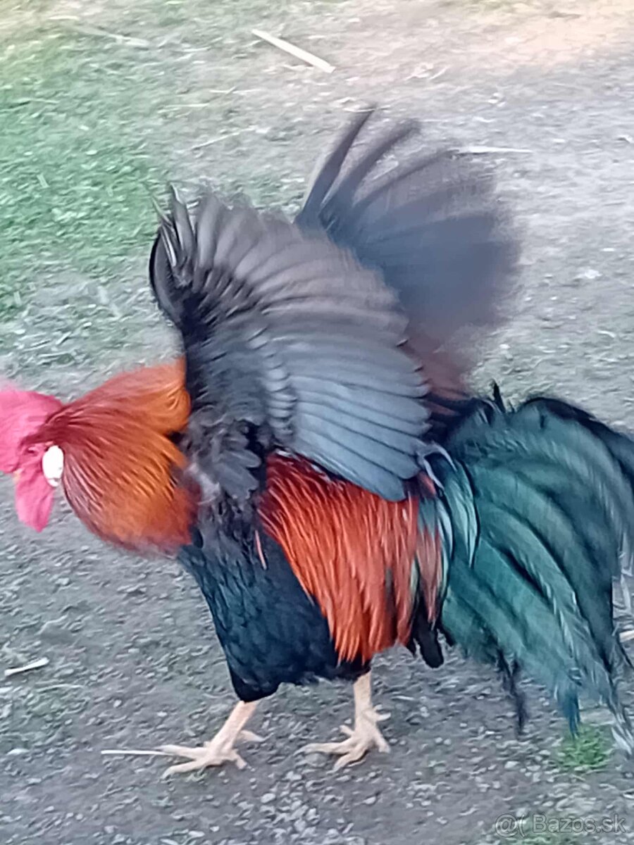 Vlaška jarabičia kohút - 2