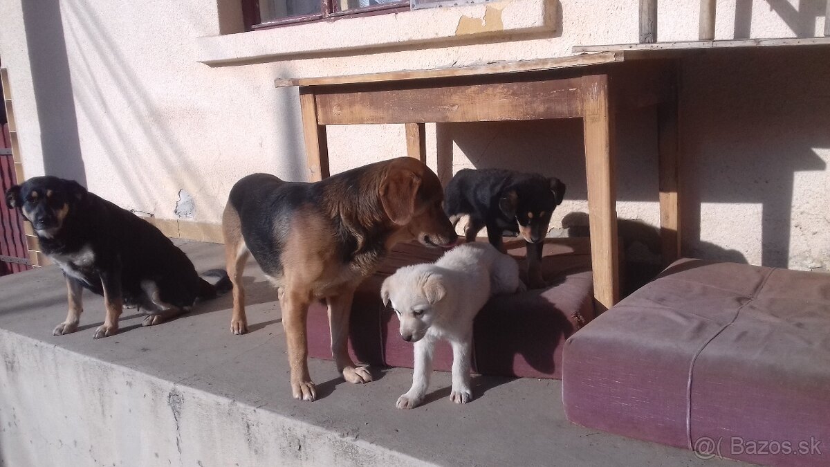 Darujem šteniatka - 2