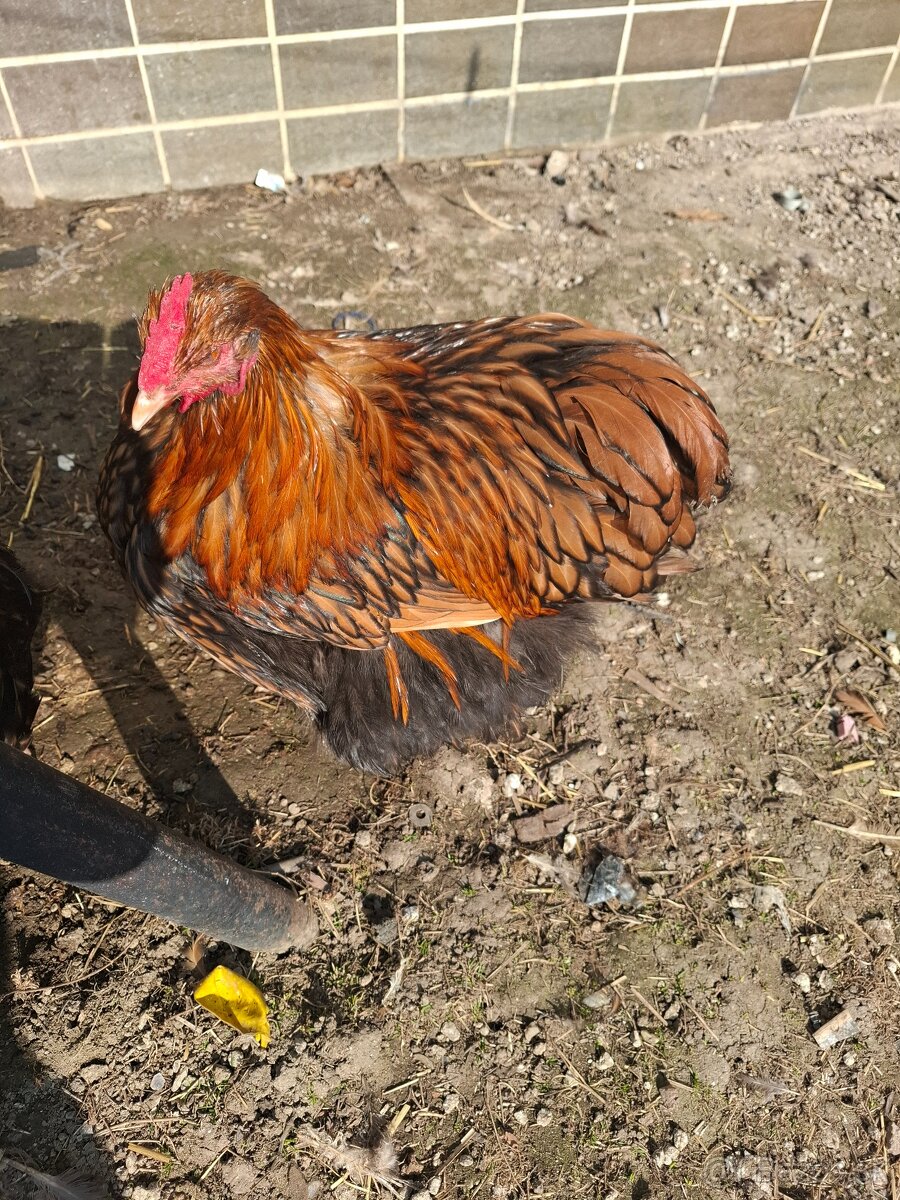Orpington - 2
