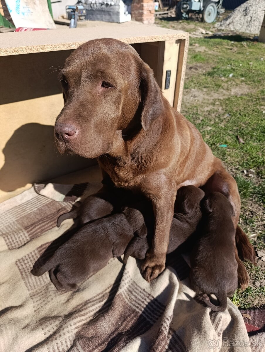 Šteniatka Labrador - čokoládovy - 2