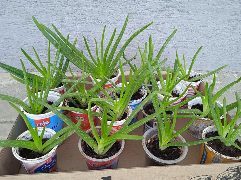 Predám priesady paradajky, aloe vera - 2