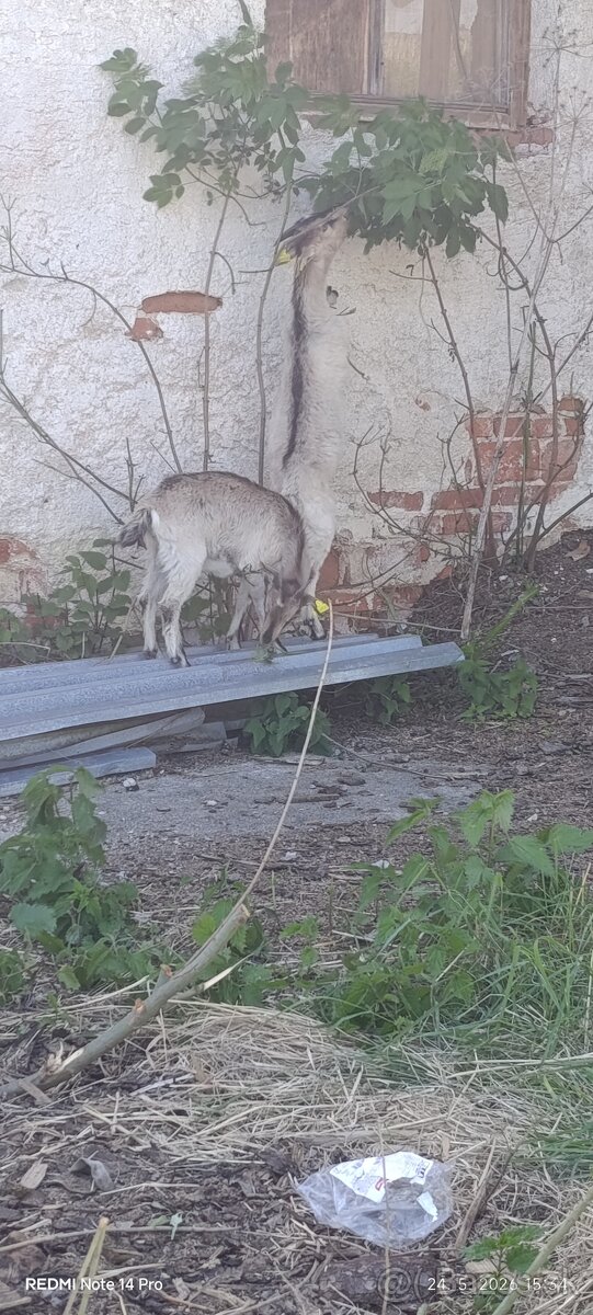 Predam dve kozy a jedného capka - 2