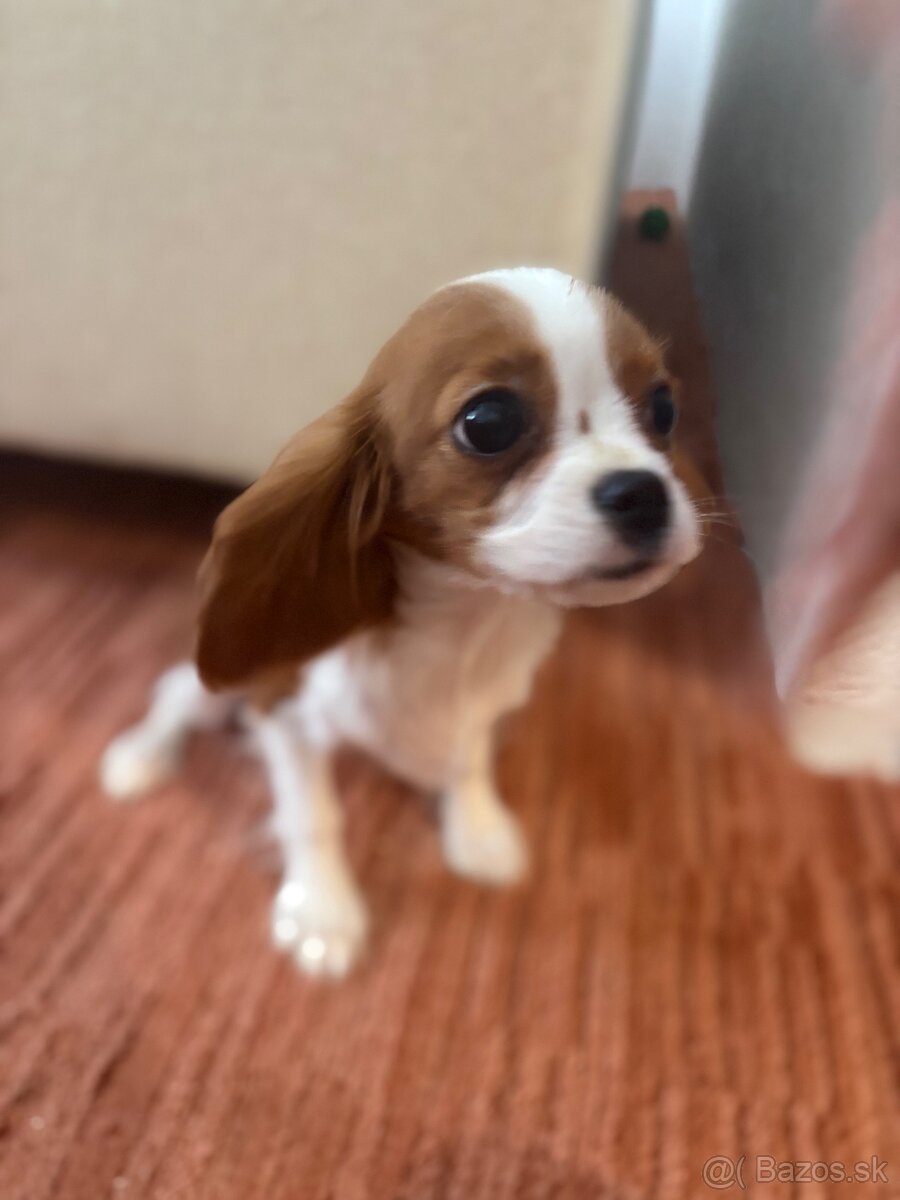 Cavalier - 2
