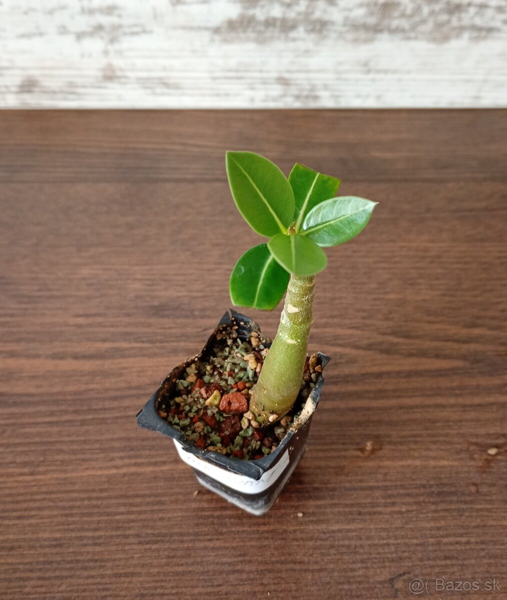 Adenium DHA a iné - 2
