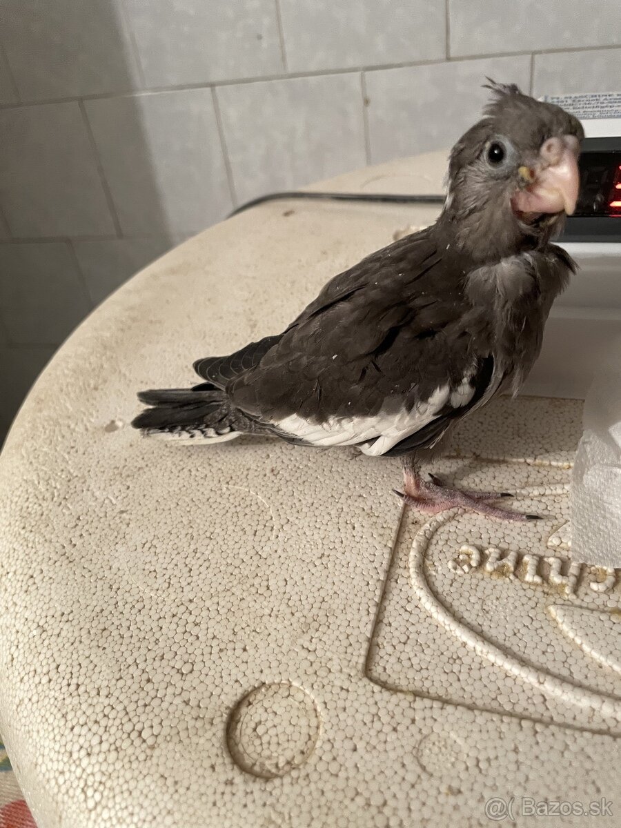 korela na rucne dokrmenie - 2