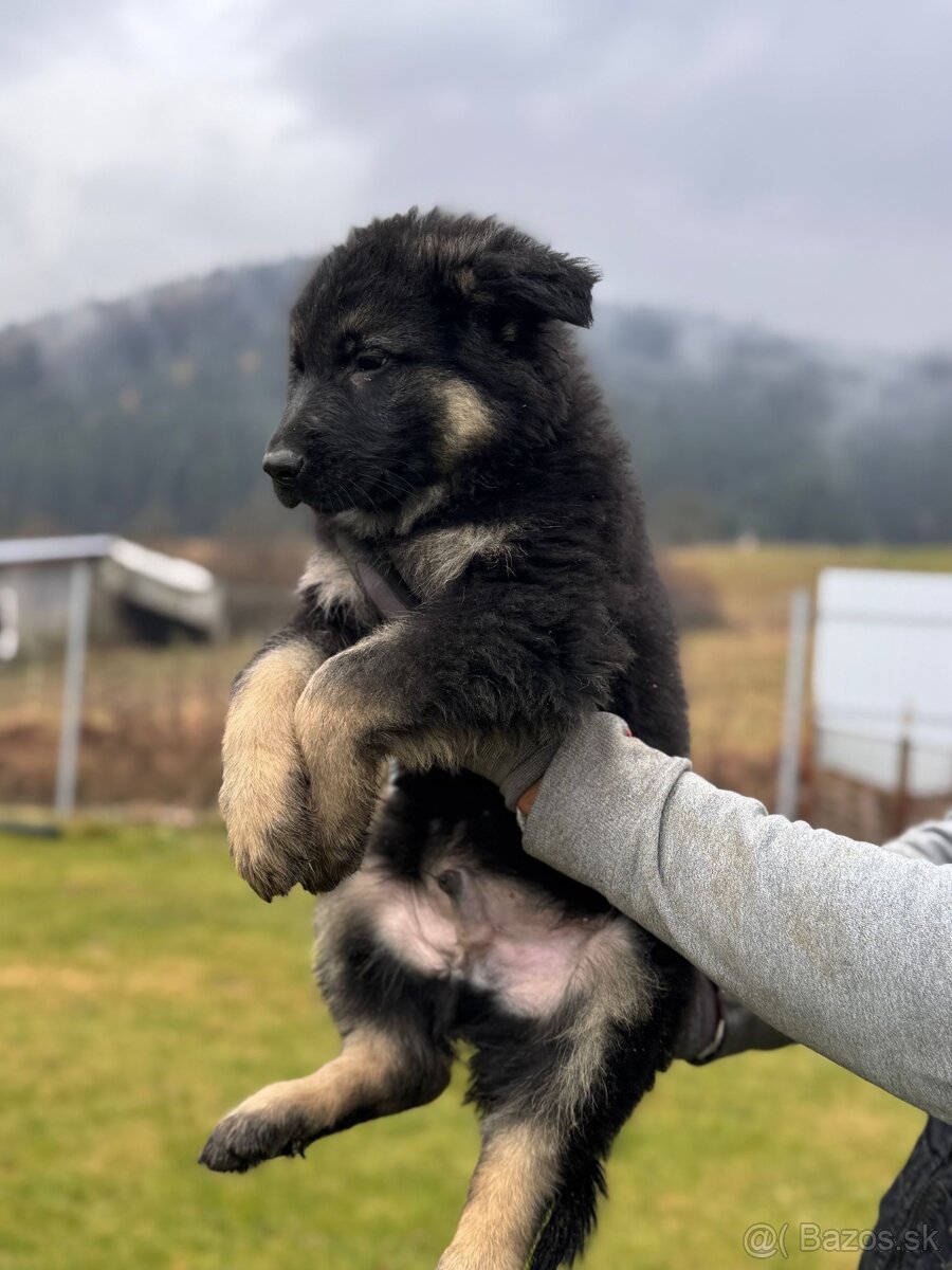 Dlhosrstý psík nemeckého ovčiaka - 2